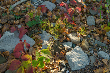 autumn leaves on the rocks