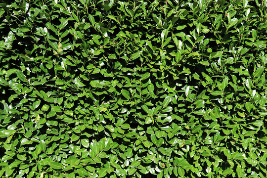 Hedge of cherry laurels making an effective natural wall to preserve the privacy of homeowners.