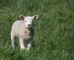 Naklejka na ściany i meble Spring Lamb in field of grass