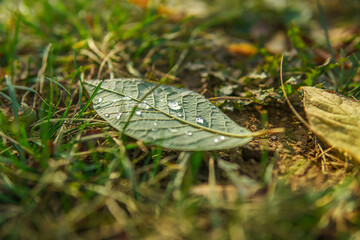 leaf on the grass