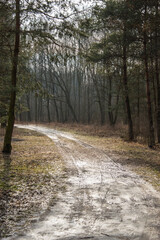 Forest road in the winter forest on a cloudy day. Winter.