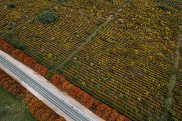 Aerial top view of the empty road between alley of red trees and autumn vineyards planted in a rows . Drone shot of an autumn plantations.