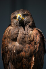 Hawk in sunlight