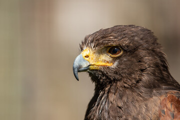 Hawks head in sunlight