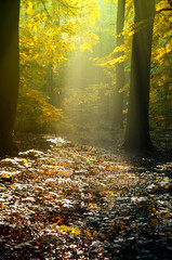 Lichtung im Herbstwald