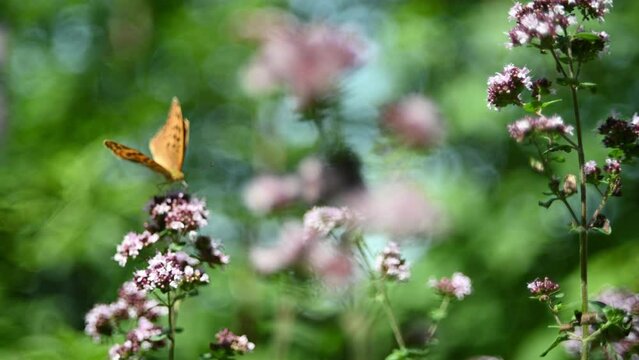 Wild oregano in a forest with insects