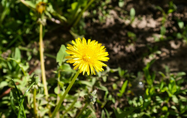 Yellow dandelion (Taraxacum) flower in the grass during the day