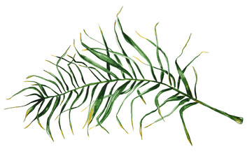 palm leaves on transparent background