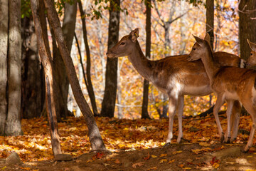 Fallow Deer and Fawn