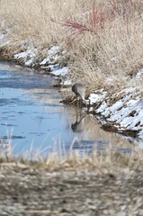 Sandhill Crane in Winter