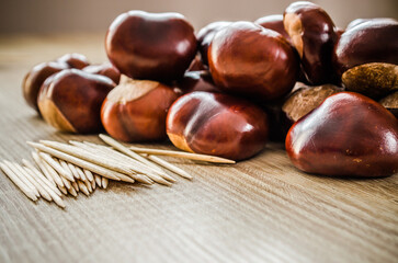 autumn chestnuts ready for metamorphosis