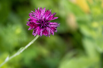 bright pink flowers of the cornflower also known as bachelor's button with a blurred green background