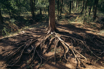 tree root in the forest