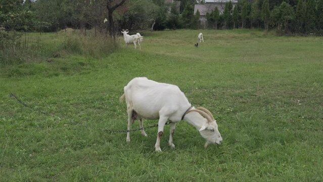 Goats grazing on green meadow and craw walking among them