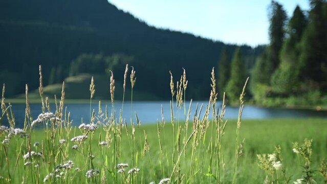 A mountain lake in the evening: Spitzingsee, Bavaria