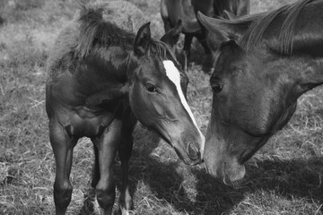 Moment between foal and mare horse on western ranch closeup.
