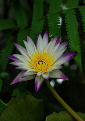 Beautiful lotus and dark green leaves on a dark background.