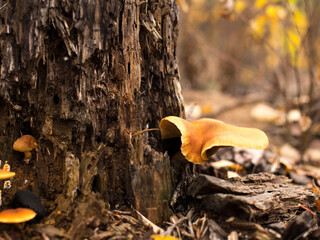 Autumn mushrooms on fallen leaves in the forest