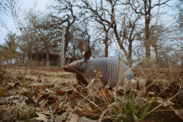 Fototapeta premium Nine-banded armadillo in Texas yard during winter.