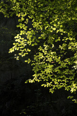 Fototapeta premium Green leaves of a tree in sunshine with a dark background
