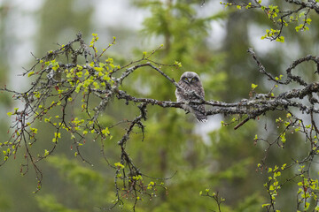 Northern hawk-owl (Surnia ulula)
