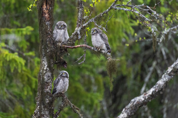Northern hawk-owl (Surnia ulula)