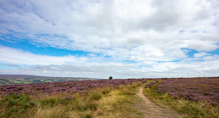 Fototapeta premium A View Across Ilkley Moor Yorkshire