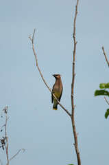 Cedar Waxwing perched on a branch with blue sky background