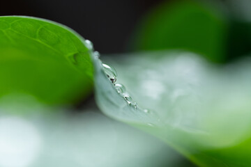 Macro photography of beautiful rain drops on  green leaf in the morning. Close up leaf texture in nature. Natural background