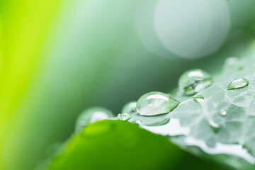Macro photography of beautiful rain drops on  green leaf in the morning. Close up leaf texture in nature. Natural background
