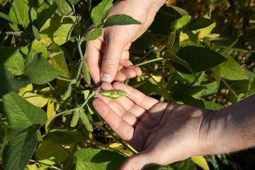 Close-up of male hands, agronomist plucking soybeans to check their condition on a sunny day in an agricultural field