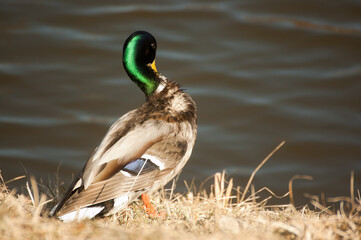 duck, in the photo, a duck close-up on the shore of a reservoir