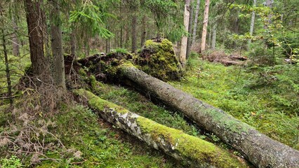 Large trees are knocked to ground in the forest after strong hurricane
