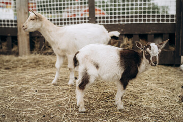 Two baby goats walking at farm. Two little goats.