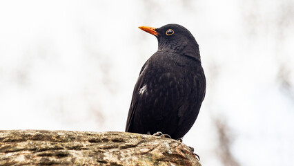 red winged blackbird
