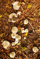 A top view of some white mushrooms among withered leaves