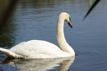 Fototapeta premium Closeup of swan swimming on water with reflections on rippled lake