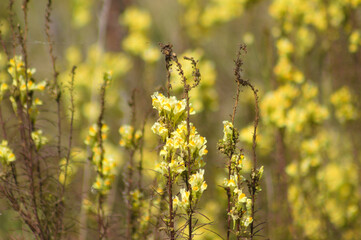 Closeup of wild snapdragon yellow flowers with selective focus on foreground