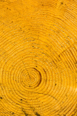 A cut tree trunk with visible age circles. Natural pattern. - 535297733
