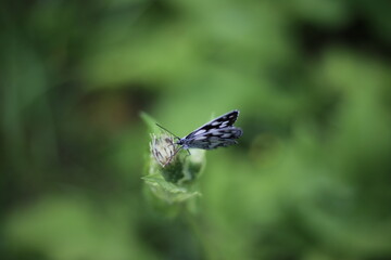 schwarz-weiß gemusterter Falter auf grüner Pflanze