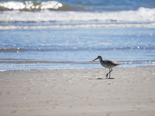 Curlew on a beach