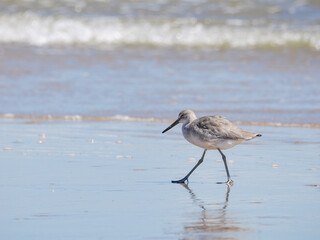 Curlew on a beach