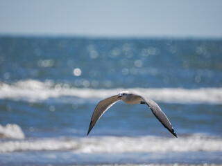 seagull in flight