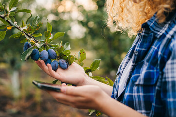 Woman's hands using innovative smart tech for plum trees management. Agronomy industry. Digital...