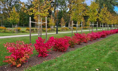 In the city park bright colors on flower beds in the first days of autumn