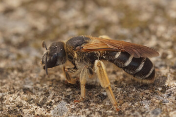Closeup on a Medterranean female Halictus quadricinctus sitting on wood