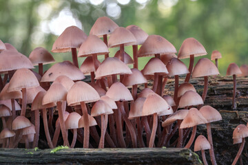 close-up picture of mushroom, mycena haematopus, commonly known as the bleeding fairy helmet, the...