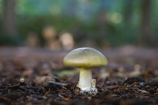 The death cap (Amanita phalloides) is a deadly poisonous mushroom that causes the majority of fatal mushroom poisonings