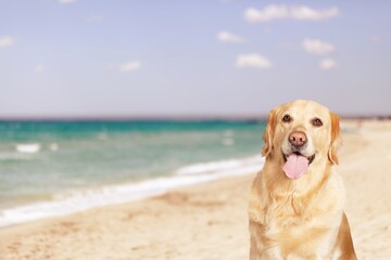 a beautiful dog standing on sand in a beach at summer