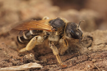 Closeup on a Medterranean female Halictus quadricinctus sitting on wood